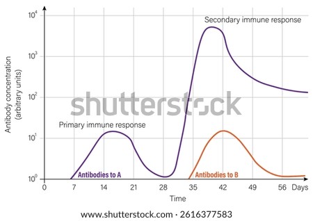Specificity of immunological. Primary immune response and secondary immune response.