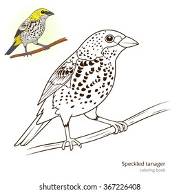 Speckled tanager bird learn birds educational game coloring book vector illustration