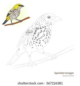 Speckled tanager learn birds educational game learn to draw vector illustration