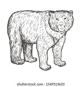 Spectacled Bear hand drawing. Vintage engraving style. Vector illustration art. Black and white. Object of nature naturalistic sketch. Vector illustration