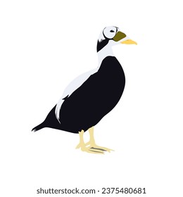 El pato Espectacular Eider, Somateria fischeri diseño vectorial de alta calidad fondo transparente