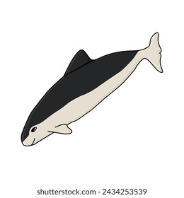 Spectacled porpoise. Vector hand drawn cartoon childish isolated illustration on the white background. Polar animal in Antarctica 