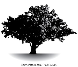 Spectacular ancient tree