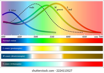 Spectral sansitivity of retinal rod and cone cells of the human eye