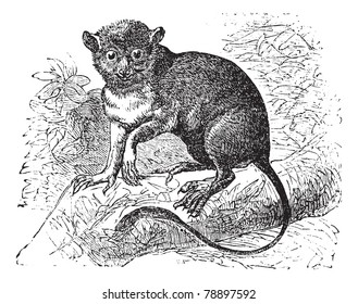 Spectral tarsier or Tarsius tarsier, Spectrum, Macrotarsos, Buffonii or Daubentonii, vintage engraving. Old engraved illustration of Spectral tarsier on a branch. Trousset encyclopedia (1886 - 1891)