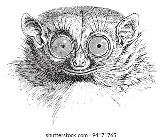 Spectral tarsier (Tarsius tarsier) / vintage illustration from Meyers Konversations-Lexikon 1897