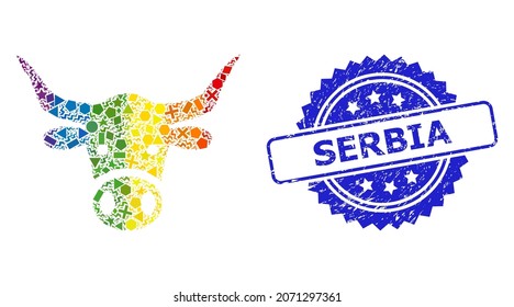 Spectrum vibrant vector cow head mosaic for LGBT, and Serbia unclean rosette seal. Blue stamp seal has Serbia text inside rosette.