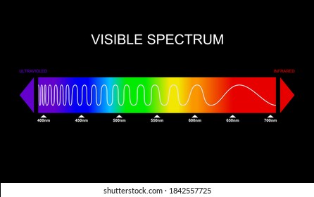 Spectrum, visible light diagram. Portion of the electromagnetic spectrum that is visible to the human eye. Color electromagnetic spectrum, light wave frequency. Infrared and ultraviolet. Vector