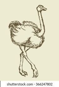Speed going fun pet rhea isolated on white background. Freehand outline ink hand drawn symbol sketchy in art scribble retro style pen on paper. Closeup view with space for text on sand earth