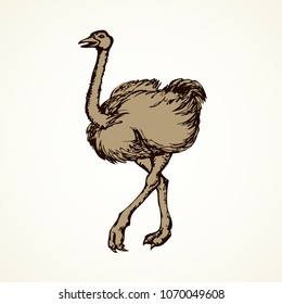 Speed going rhea isolated on white background. Freehand outline ink hand drawn symbol sketchy in art scribble retro style pen on paper. Side view with space for text on sand earth
