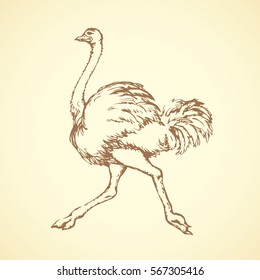 Speed going rhea isolated on white background. Freehand outline ink hand drawn symbol sketchy in scribble style pen on paper. Side view