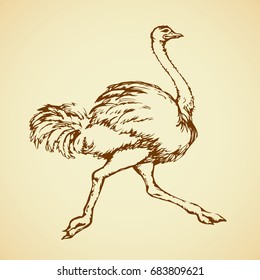 Speed going rhea isolated on white background. Freehand outline ink hand drawn symbol sketchy in art scribble retro style pen on paper. 
