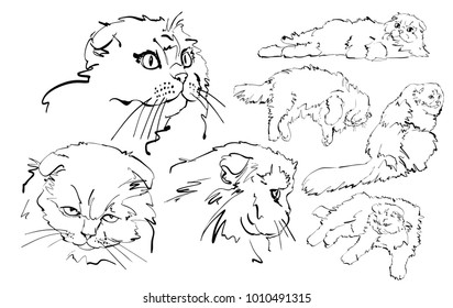 Speed sketching - white cat