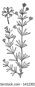 Spergularia rubra, the red sandspurry or red sand-spurrey, is a plant species in the pink family. It is an annual or perennial herb producing a slender, glandular stem up to about 25 centimeters long