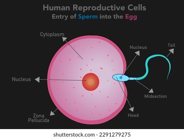 Sperm cell entry into the ovum egg cell. Fertilizer, reproduction, transparent reproductive cells anatomy. Fertilization meets. Dark background. Pink and blue. Education, medical illustration vector.