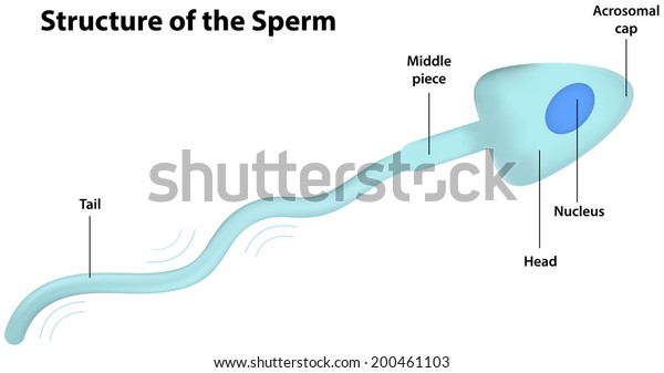 Sperm Cell Labeled Diagram Stock Vector Royalty Free