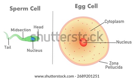 Sperm cell, ovum. egg cell anatomy. Human reproduction, reproductive cells structure, diagram. Vector illustration