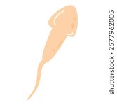 Sperm Cells Fertilizing an Egg Cell illustration