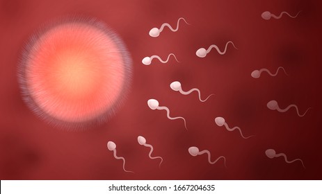 Las células de esperma se mueven al óvulo, al proceso de fertilización, a gametos hembra y macho
