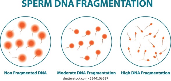 Testdiagramm zur Fragmentierung der Spermien