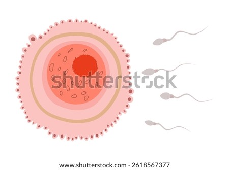 Sperm and Egg Cell. Sperm Approaching Egg Cell. Sperm Swim to Ovum Cell. Vector Illustration