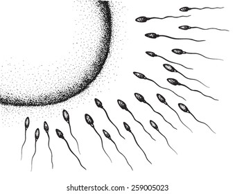 sperm and egg cell hand drawing