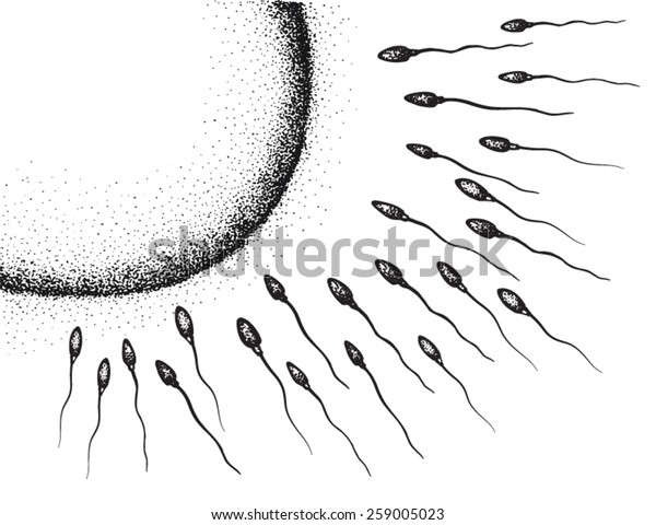 Sperm Egg Cell Hand Drawing Stock Vector Royalty Free 259005023
