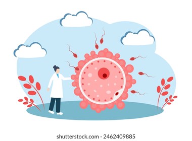 Esperma y óvulo. El concepto de fertilización. Sistema reproductor humano