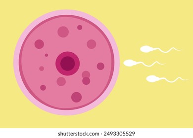 fertilización de espermatozoides y óvulos. Ilustración vectorial