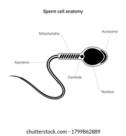 Sperm, man cell anatomy. Fertilisation icon. Sperm, spermatozoon flat vector illustration. Human sexual reproductive system concept. Graphic poster for clinic, laboratory and education. .