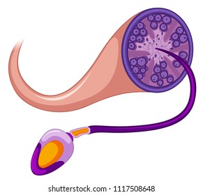 Sperm on White Background illustration