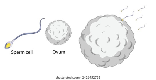 sperm and ovum. Diagram of common stem cell types. Science banner isolated on background. Medical microscopic molecular conception. Premium Illustration file svg