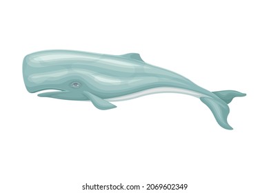 Sperm Whale or Cachalot as Aquatic Placental Marine Mammal with Flippers and Large Tail Fin Closeup Vector Illustration