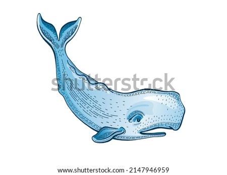 Sperm whale. Cachalot vector illustration. , Sea vintage isolated drawing. Water animal with tail. Ocean watercolor icon. Blue moby dick sperm whale. Cartoon Cachalot, color engraved art