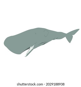 Sperm whale, also called cachalot, Physeter macrocephalus is the largest of toothed whales in the world. They live in a group called pods