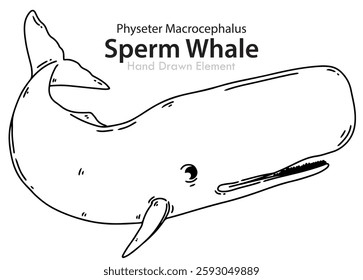 Sperm Whale hand drawn black line sketch, vector shape, editable, coloring page, animal, ocean, Wild, simple design