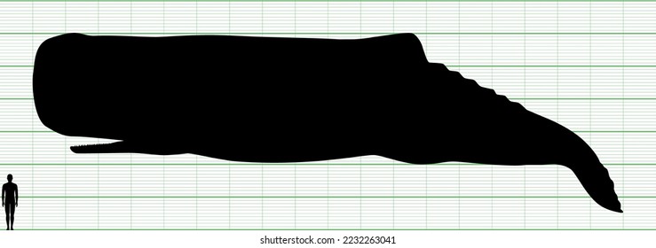 Sperm whale and human silhouette illustration