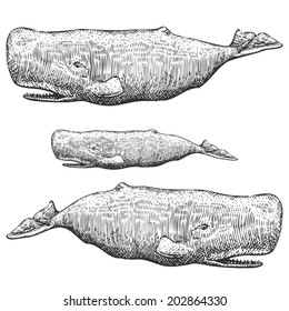 Sperm Whale Illustrations