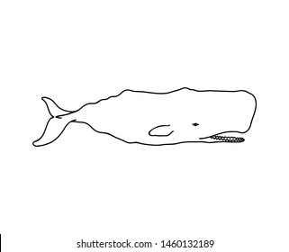 Sperm whale outline  vector illustration, hand drawn, black and white.