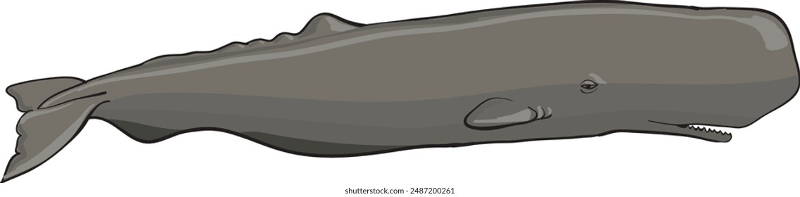 sperm whale Physeter macrocephalus cachalot