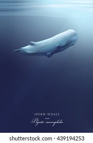 Sperm whale silently swimming under the blue ocean surface vector illustration