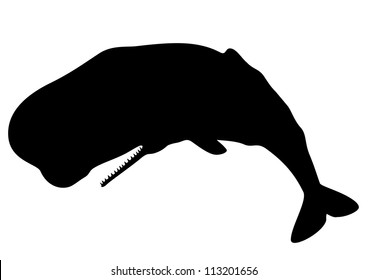 Sperm Whale Silhouette