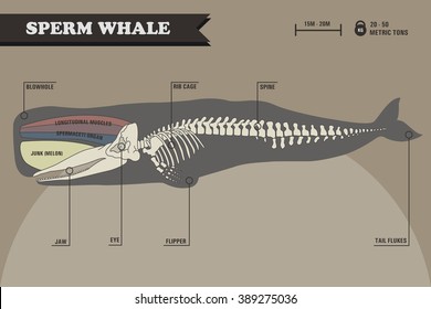 Sperm whale skeleton.
