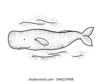 sperm whale sketch engraving vector illustration. T-shirt apparel print design. Scratch board imitation. Black and white hand drawn image.