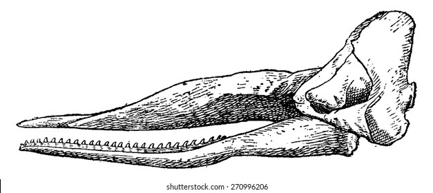 Sperm whale skull, vintage engraved illustration. Natural History of Animals, 1880.
