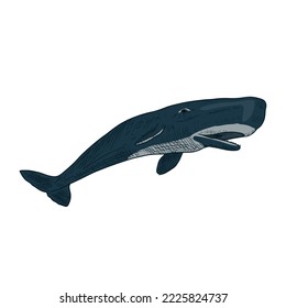 Sperm whale. Vector cartoon illustration. Isolated on white. Hand-drawn style.