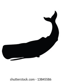 Sperm whale Vector Illustration