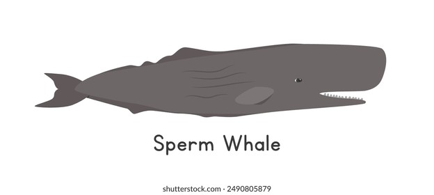 Sperm whale vector illustration, cartoon clipart, animal in flat style. Sea animals, underwater creatures, ocean animals, marine life concept. Sperm whale vector design isolated