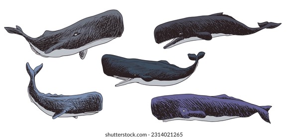 
sperm whale vector illustration with various poses and shapes in one bundle