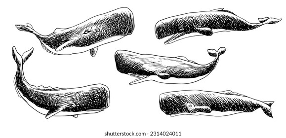 
sperm whale vector illustration with various poses and shapes in one bundle